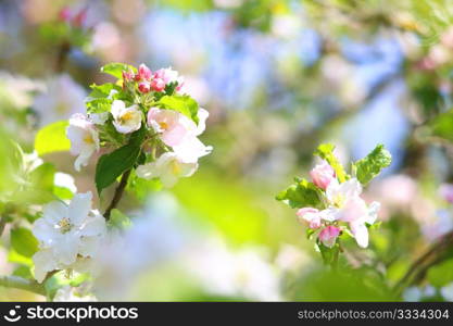 Blooming apple tree in spring time