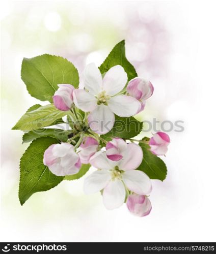 Blooming Apple Tree In Spring Time