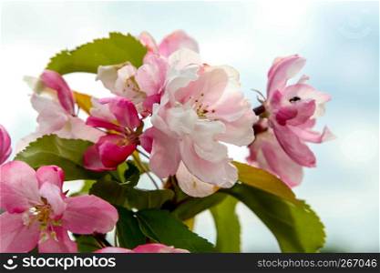 Blooming apple tree in spring time. Blossoming apple flowers. Flowering apple tree in Latvia. Apple tree flowers in spring season on background of blue sky.