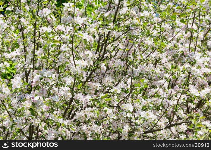 Blooming apple tree in spring time for background