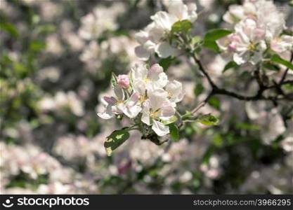 Blooming apple tree in spring time for background