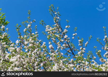 Blooming apple tree in spring time for background