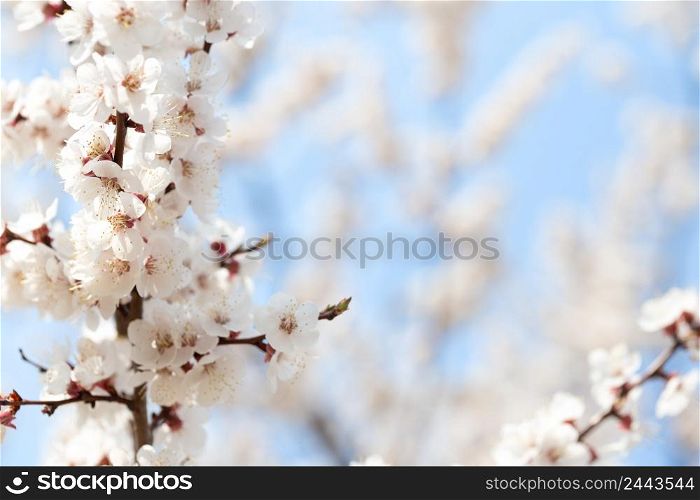 Blooming apple tree on a background of blue sky. Blooming apple tree on background of blue sky