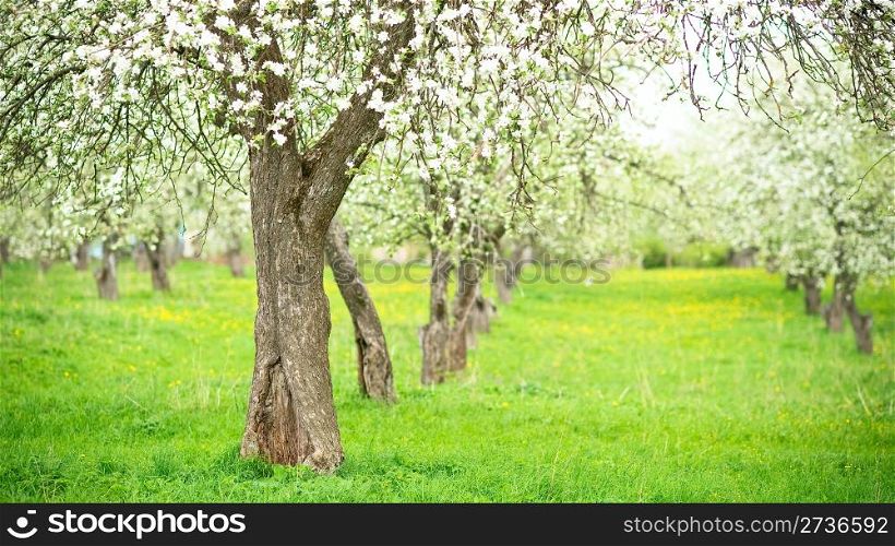 Blooming apple trees and dandelions in the garden