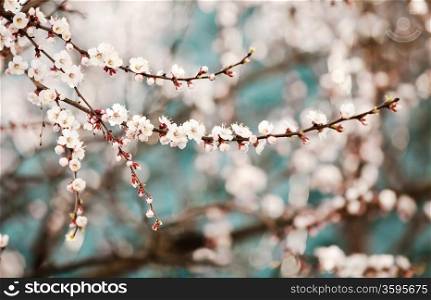 Blooming apricot tree