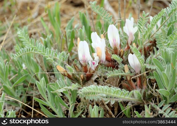 Blooming astragalus in the steppe on a hurricane, Rostov region, Russia.