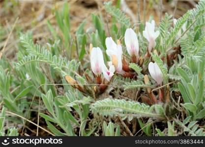Blooming astragalus in the steppe on a hurricane, Rostov region, Russia.