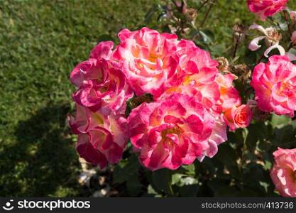 Blooming beautiful bunch of roses in spring garden