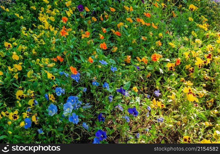 Blooming beautiful colorful fresh natural flowers. Nature flower Nature field Nature background f