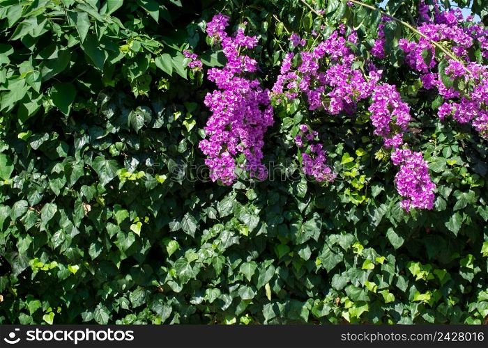 Blooming beautiful colorful fresh natural flowers. Nature flower Nature field Nature background f