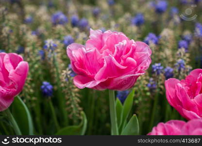 Blooming beautiful colorful natural flowers in view