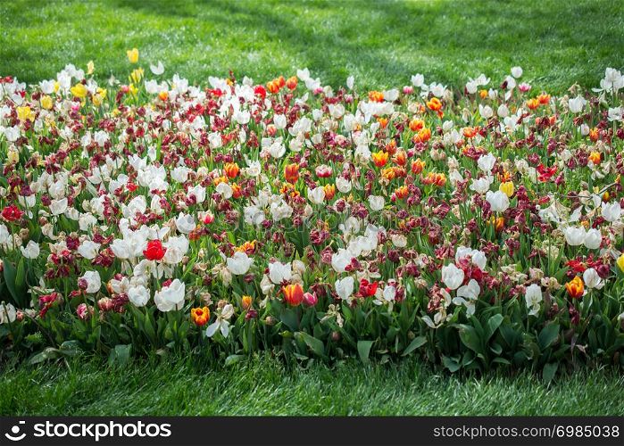 Blooming beautiful colorful natural flowers in view