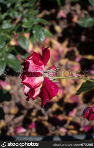 Blooming beautiful colorful rose in the garden background