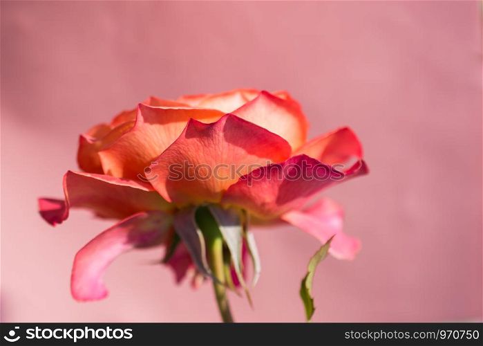 Blooming beautiful colorful rose on colorful background