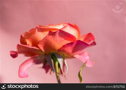 Blooming beautiful colorful rose on colorful background