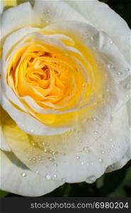 Blooming beautiful colorful rose with water drops on petals