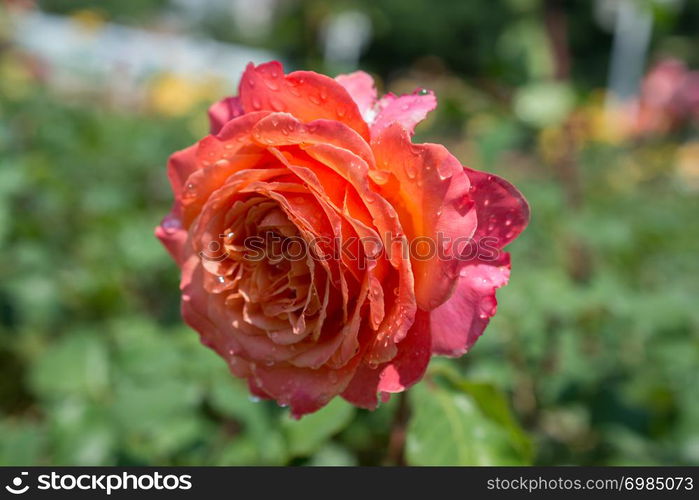 Blooming beautiful colorful rose with water drops on petals