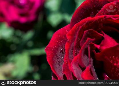 Blooming beautiful colorful rose with water drops on petals