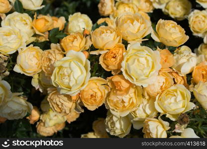 Blooming beautiful colorful roses as floral background