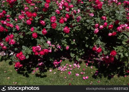 Blooming beautiful colorful roses in the garden background