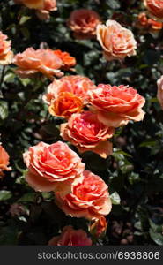 Blooming beautiful colorful roses in the garden background