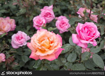 Blooming beautiful colorful roses in the garden background