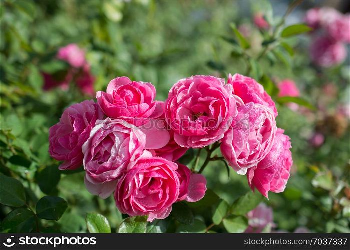 Blooming beautiful colorful roses in the garden background
