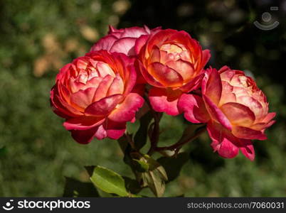 Blooming beautiful colorful roses in the garden background