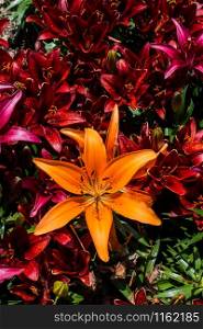 Blooming beautiful lily flowers as a floral background