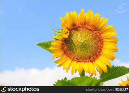 blooming big beautiful sunflowers on sky background