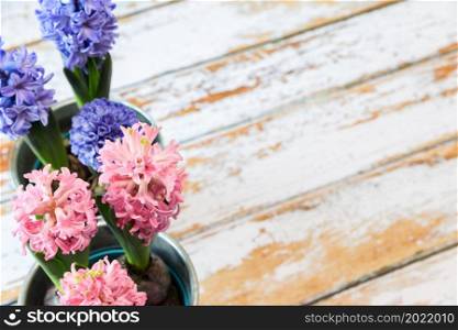 blooming blue and pink hyacinth bulbs in a pretty metal pot.. blooming blue and pink hyacinth bulbs in a pretty metal pot