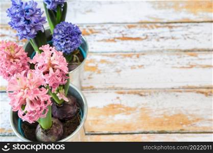 blooming blue and pink hyacinth bulbs in a pretty metal pot.. blooming blue and pink hyacinth bulbs in a pretty metal pot