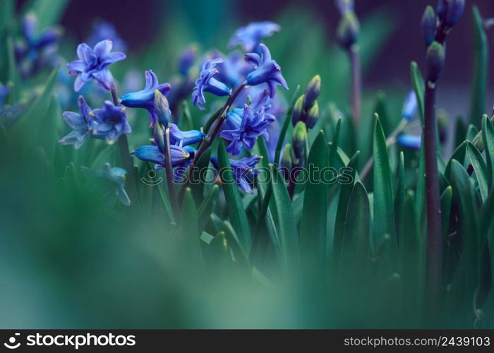 Blooming blue hyacinth in the garden on a summer sunny afternoon, selective focus