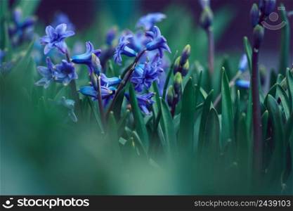 Blooming blue hyacinth in the garden on a summer sunny afternoon, selective focus