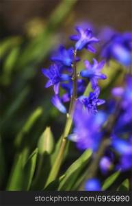 blooming blue hyacinth in the garden on a summer sunny afternoon, selective focus