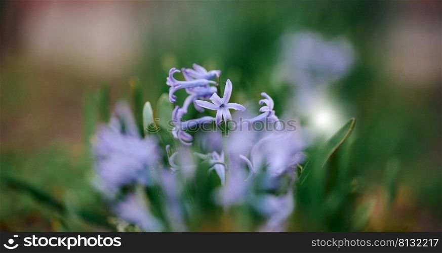 Blooming blue hyacinth in the garden, selective focus