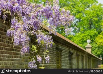 Blooming blue wisteria hanging over long brick wall in summer