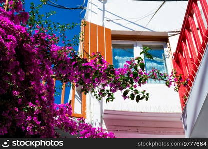 Blooming bougainvillea flower with greek traditional house in background in Chora village, Mykonos island, Greece. Blooming bougainvillea flower with greek traditional house in background