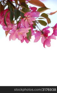 Blooming branch of an apple tree isolated on white background