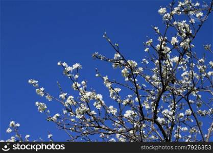 Blooming branch of apple tree with many flowers over blue sky. Blooming apple tree branch against the blue sky.
