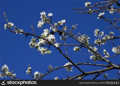 Blooming branch of apple tree with many flowers over blue sky. Blooming apple tree branch against the blue sky.