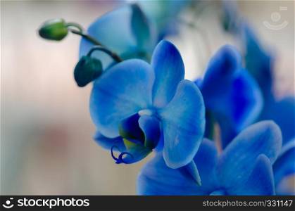 Blooming branch of blue orchid flower isolated on a light background
