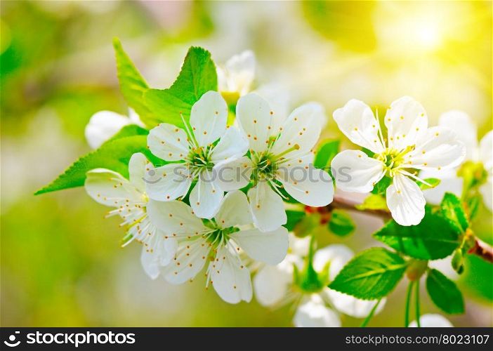 blooming branch of cherry in the sun