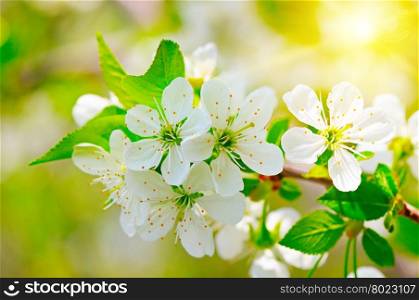 blooming branch of cherry in the sun