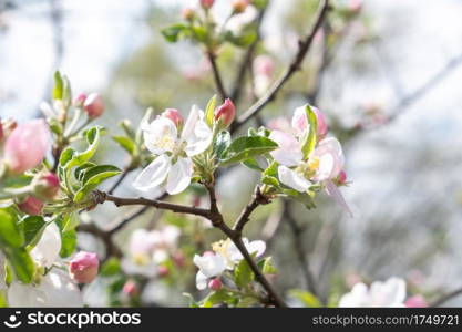 Blooming branch of tree in spring