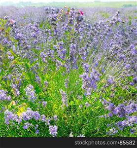 Blooming bright lavender bush in field.