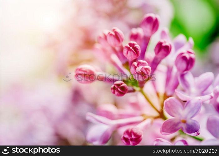 Blooming bright lilac buds close-up shot. Beautiful spring flora. Nature.. Blooming bright lilac buds close-up.