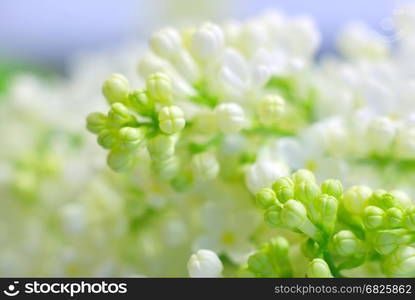 Blooming bright white petals springtime flowers. Romantic clean background with copy space. Inspirational spring nature fragility. Macro flower closeup.