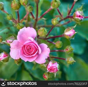 blooming bud of pink rose on the background of green leaves, top view