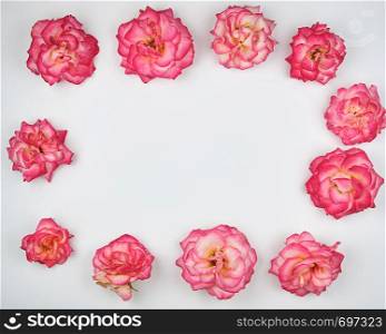 blooming buds of a pink rose are laid out rectangularly on a white background, top view, copy space